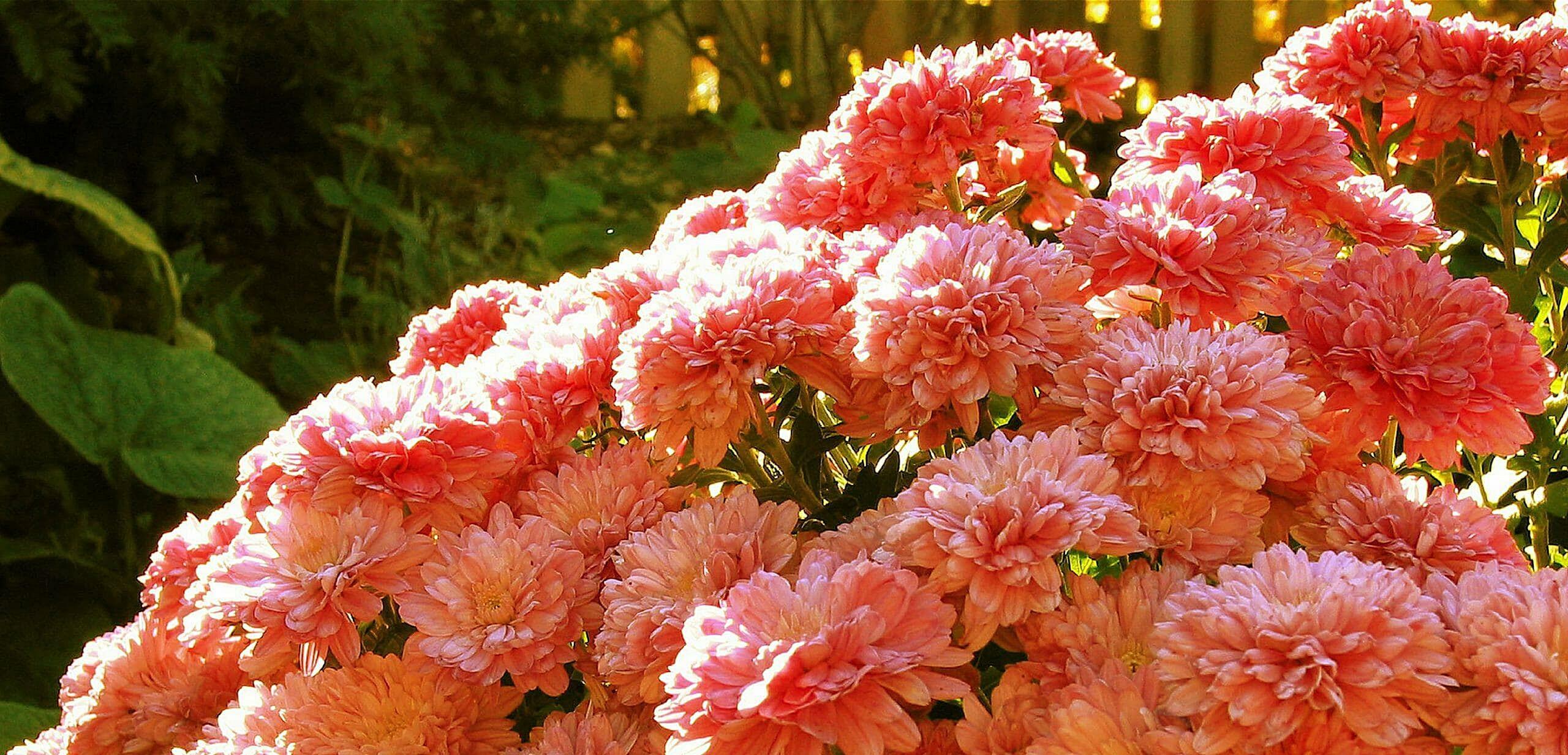 Picture of an outdoor flower garden of pink flowers.